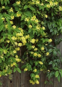 P5132907a_tristillateia_australasiae_TA (1)